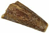 Bargain, Fossil Spinosaurus Tooth - Real Dinosaur Tooth #301272-1